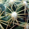 33 _Coryphantha cornifera _SB44 _07